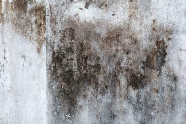 Best Crawl Space Mold Remediation  in North Eastham, MA