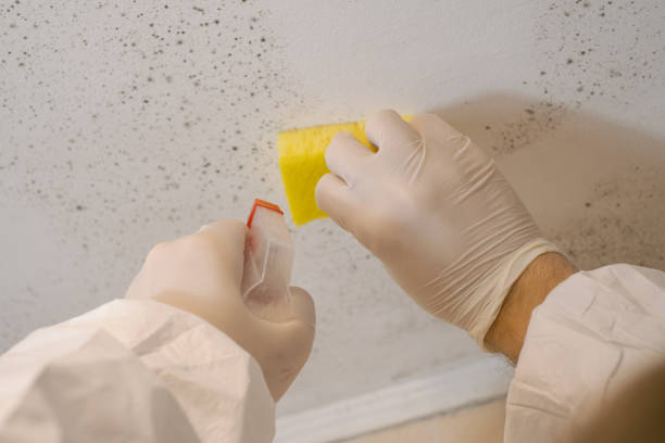 Best Asbestos and Lead Testing During Mold Inspection  in North Eastham, MA