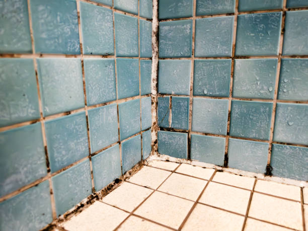 Best Environmental Consulting for Mold Prevention  in North Eastham, MA