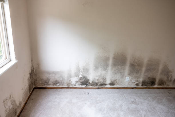 Professional Mold Removal in North Eastham, MA
