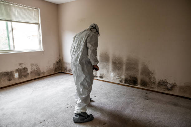 Best Post-Construction Mold Inspection  in North Eastham, MA